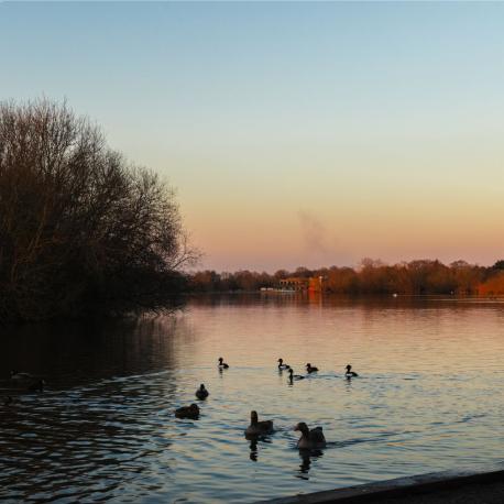 view of a lake with ducks in wokingham