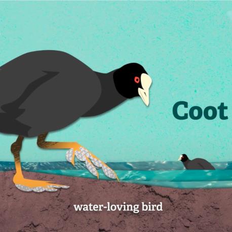 coot animation for hampshire and isle of wight wildlife trust animation