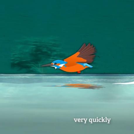 kingfisher animation for hampshire and isle of wight wildlife trust animation