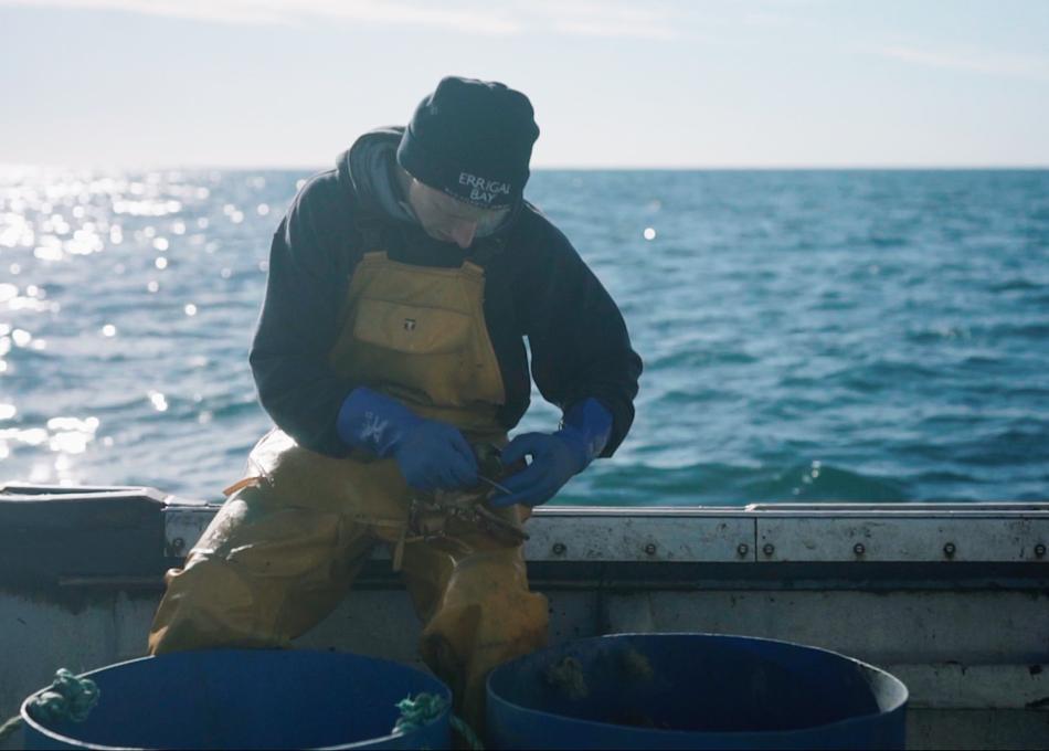 Fisherman aboard a boat inspecting fish