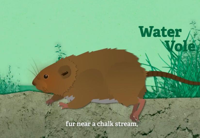 water vole animation for hampshire and isle of wight wildlife trust