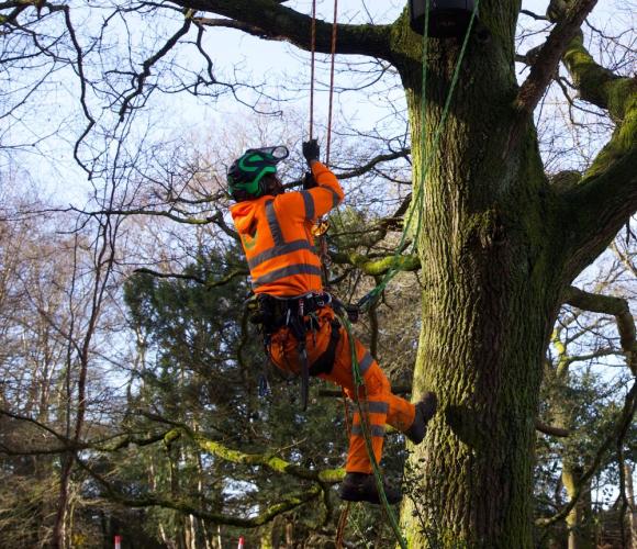 Someone in a high vis outfit abseiling down a tree